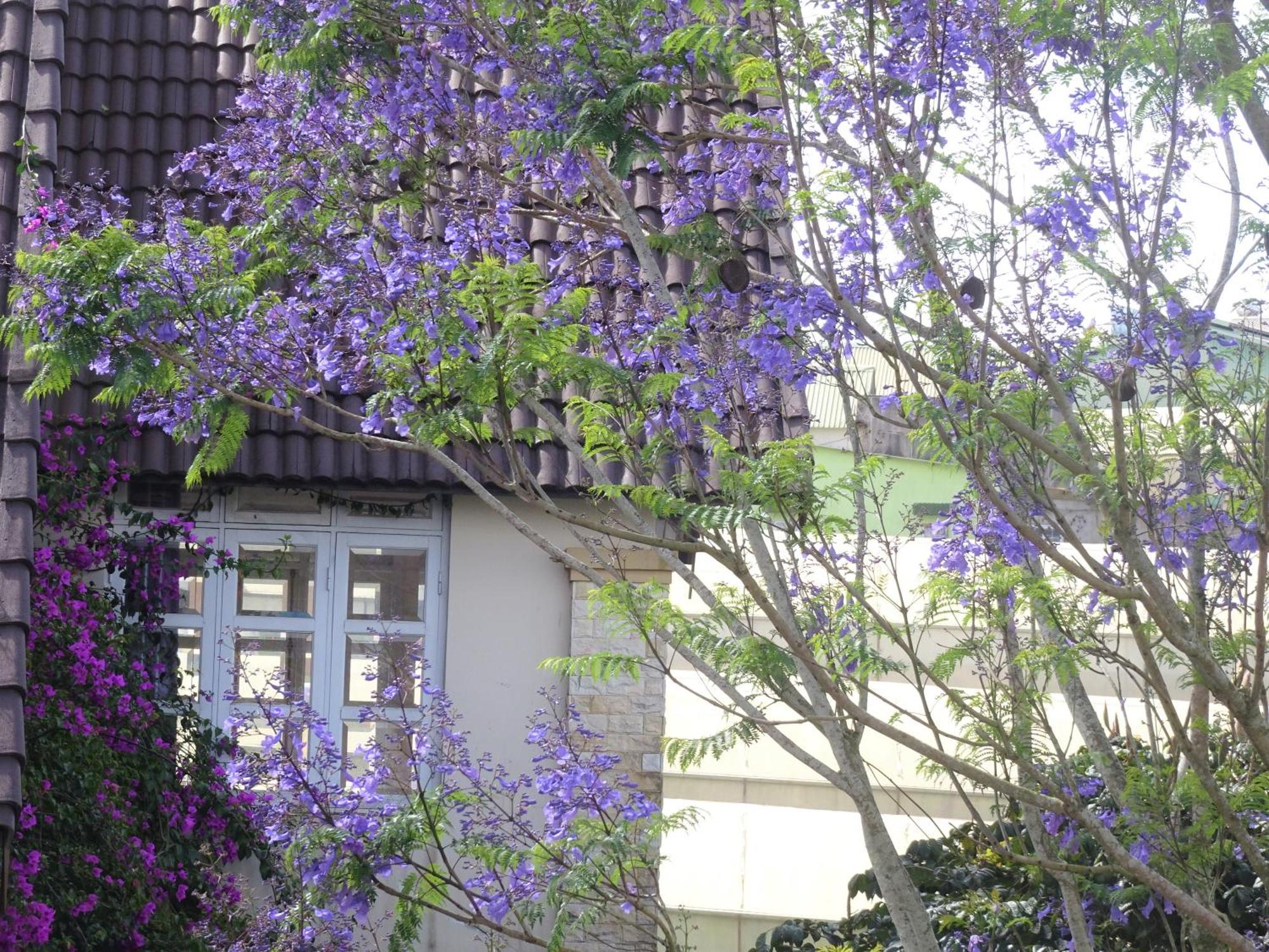 Mento Villa 大叻 外观 照片